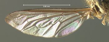 Media type: image;   Entomology 12684 Aspect: wing